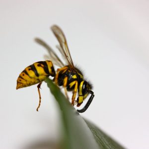 مبارزه بیولوژیکی