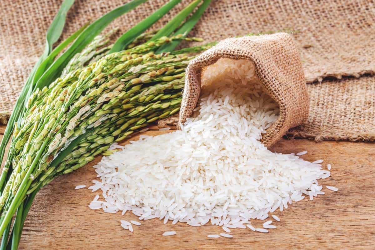 راهنمای از کاشت تا برداشت برنج