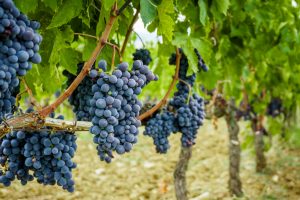 مقایسه کشت انگور به روش سنتی و داربستی