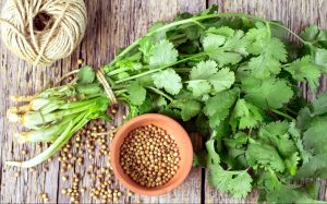 کاشت گیاهان دارویی