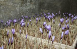 کشت گلخانه ای زعفران