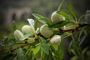 چاقاله بادام