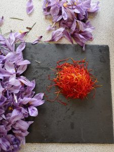کشت ایروپونیک زعفران