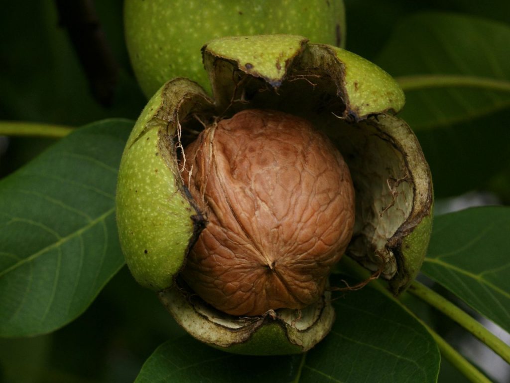 گردوی رسیده