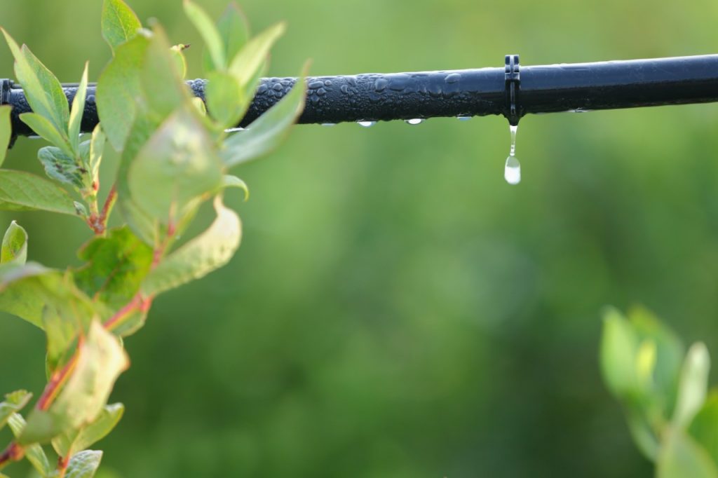 آبیاری قطره ای