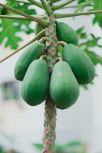 درخت پاپایا