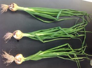 بیماری ریشه سرخی پیاز