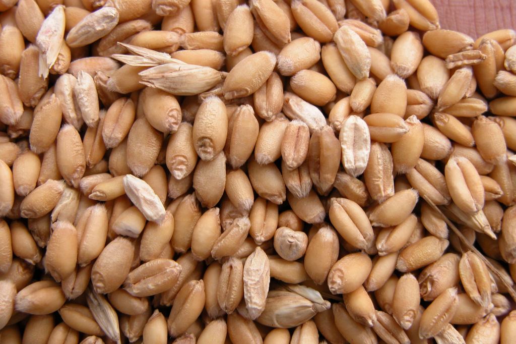 بذور آلوده