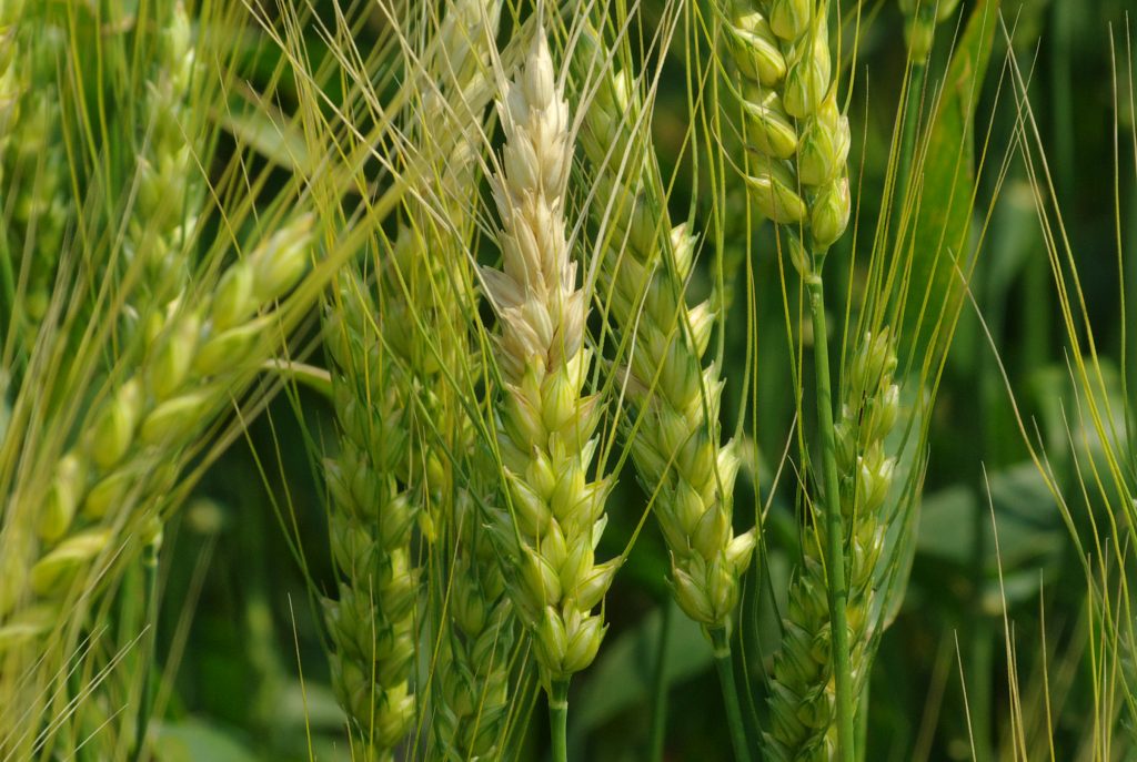 مبارزه با بیماری فوزاریومی سنبله گندم