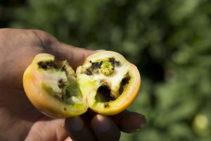 آفت کرم میوه گوجه فرنگی