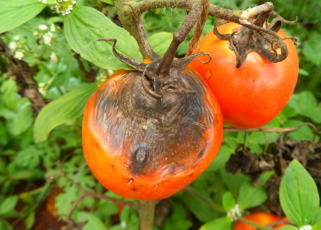 بیماری لکه موجی گوجه فرنگی