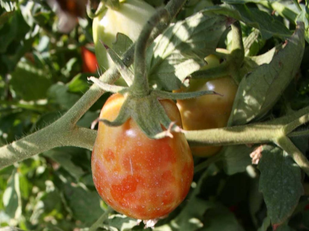 بیماری ویروسی پژمردگی لکه ای گوجه فرنگی