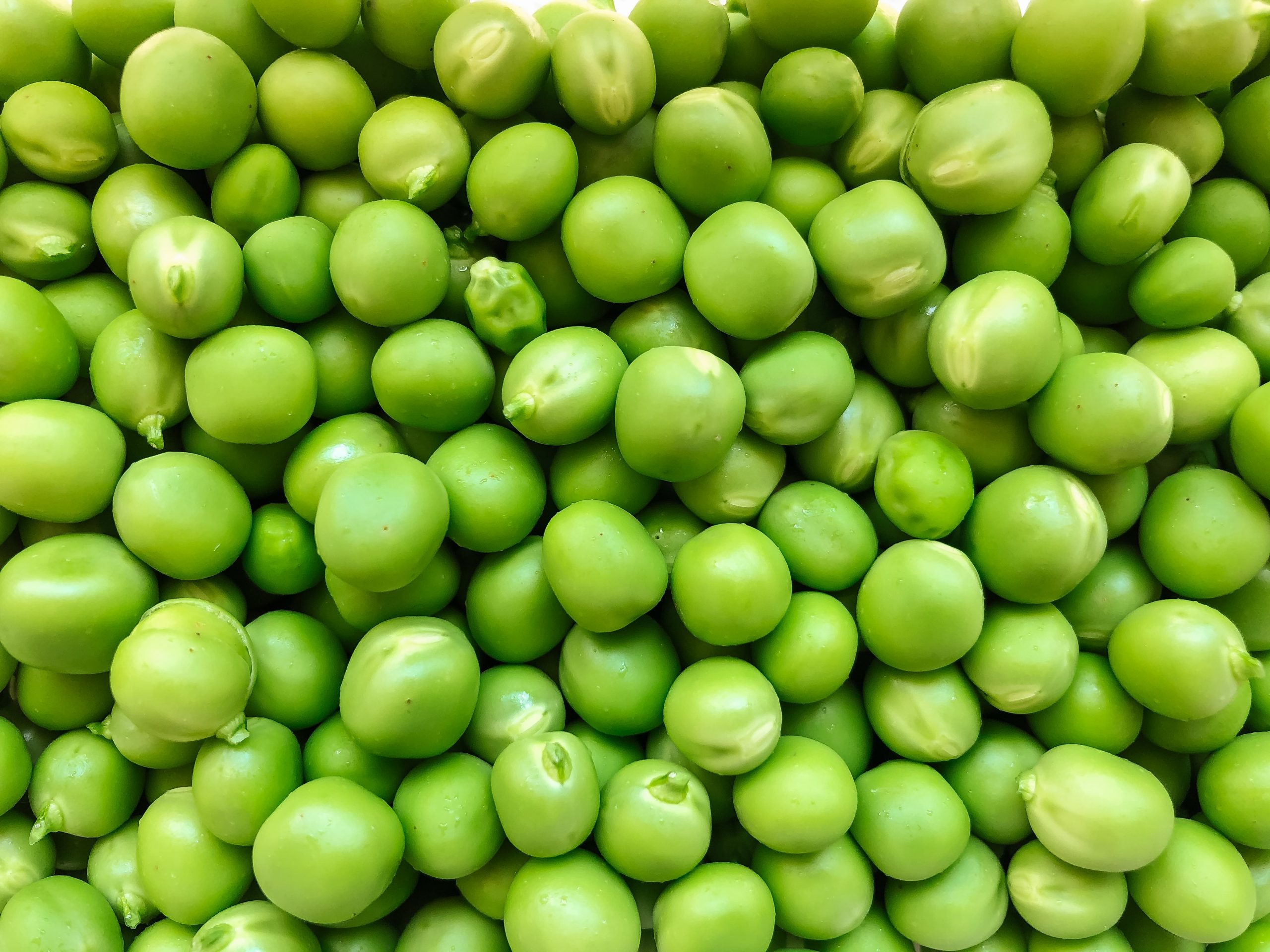 راهنمای کشت گوجه فرنگی