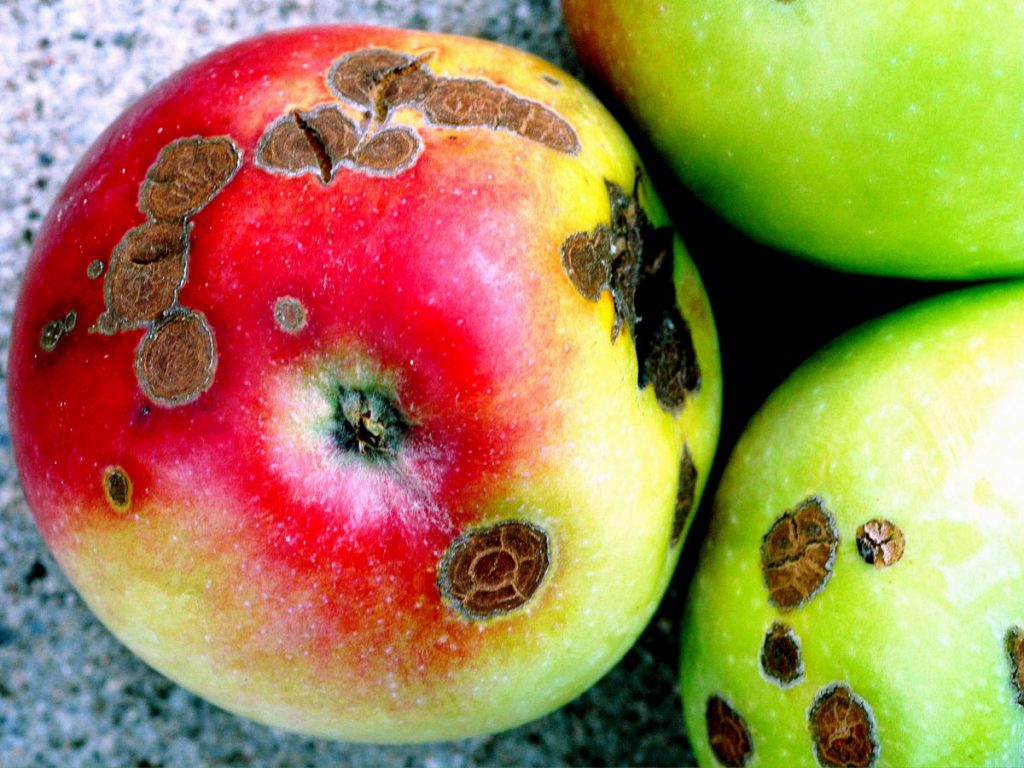 کنترل بیماری لکه سیاه سیب