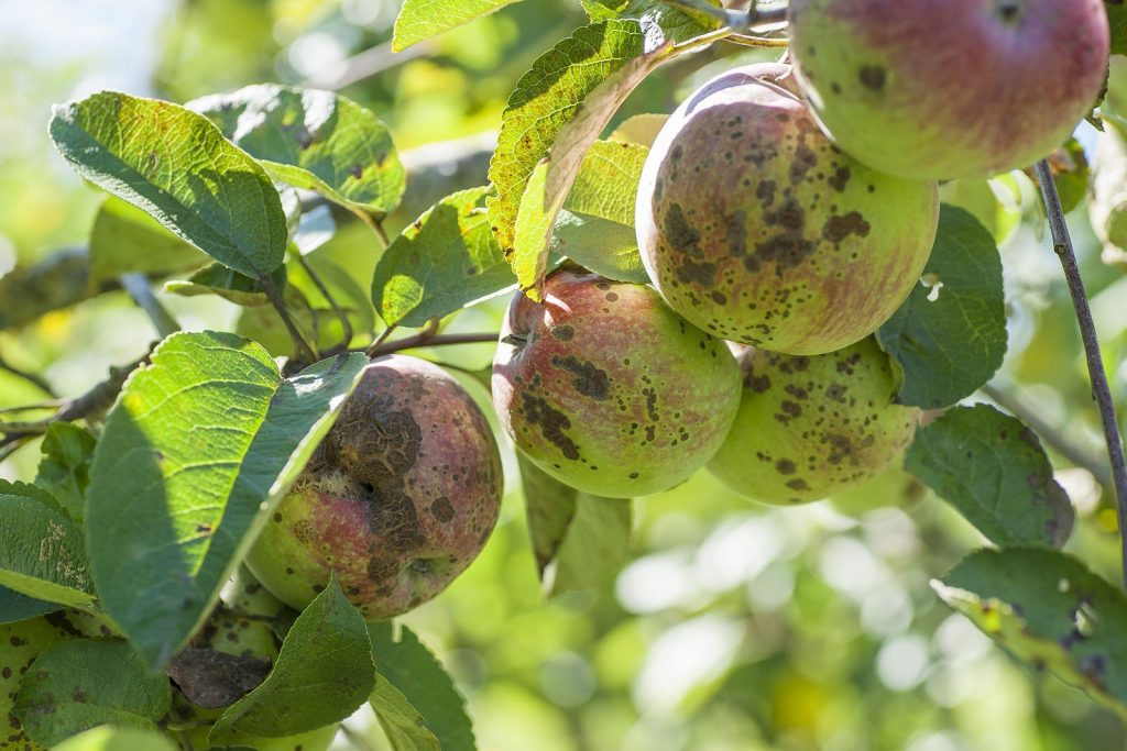 لکه سیاه سیب