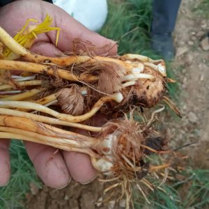 پوسیدگی پیاز زعفران