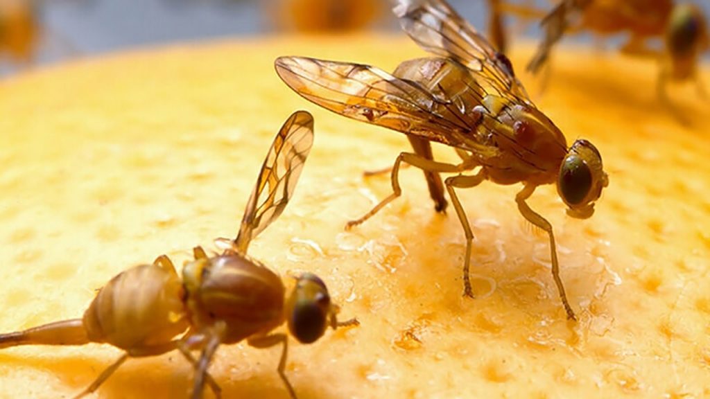 کنترل مگس میوه مدیترانه ای