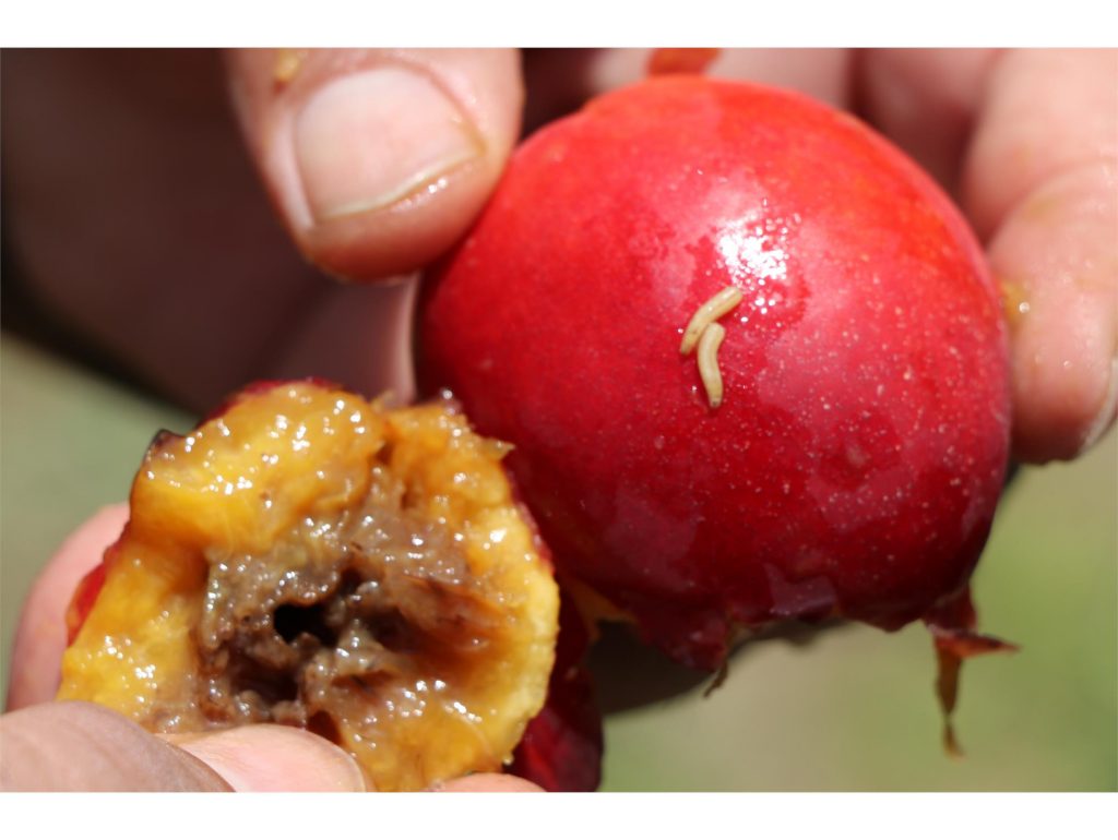 مگس میوه مدیترانه ای