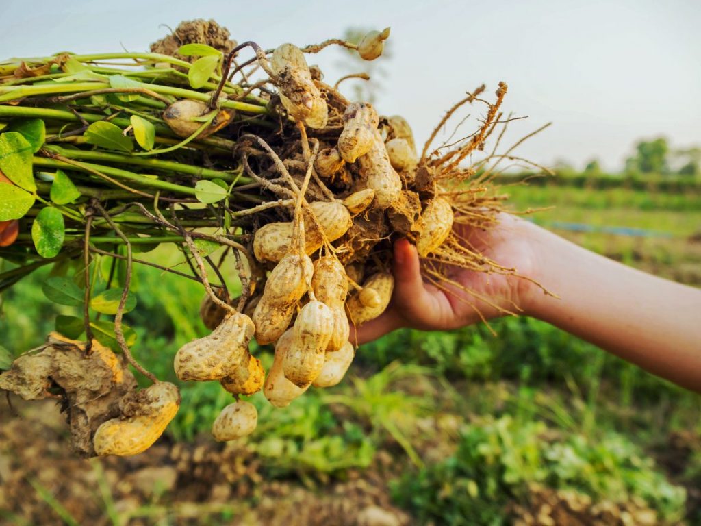 برداشت بادام زمینی