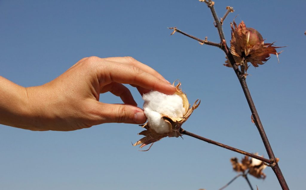 برداشت دستی پنبه