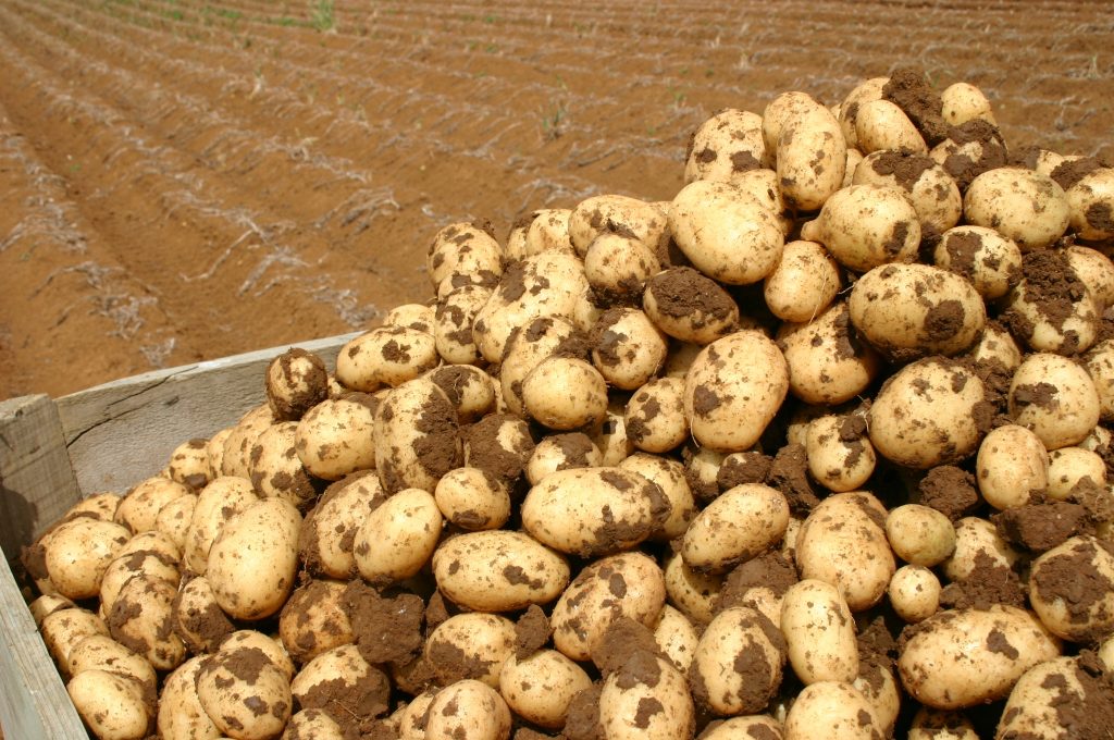 برداشت سیب زمینی