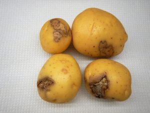 بیماری پوسیدگی خشک فوزاریومی سیب زمینی
