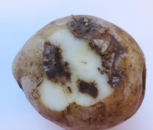 بیماری لکه موجی سیب زمینی
