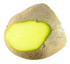 سبز شدن سیب زمینی