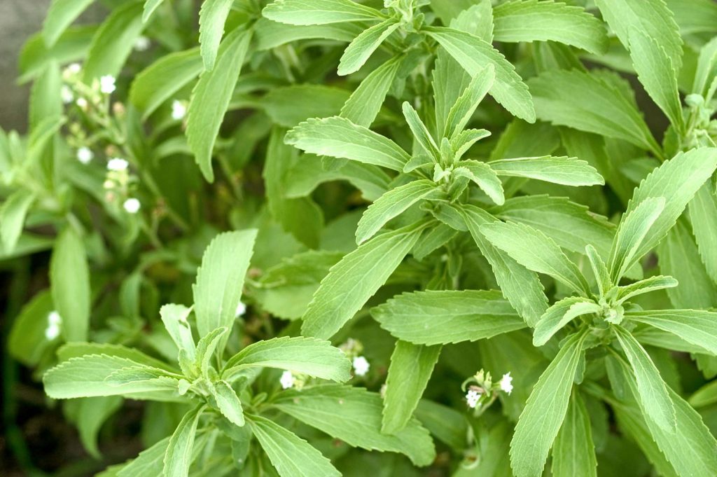 گیاه استویا