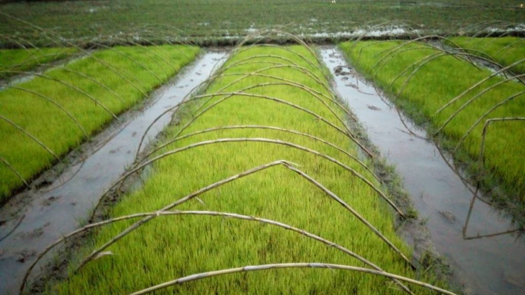 آفات و بیماری های خزانه برنج