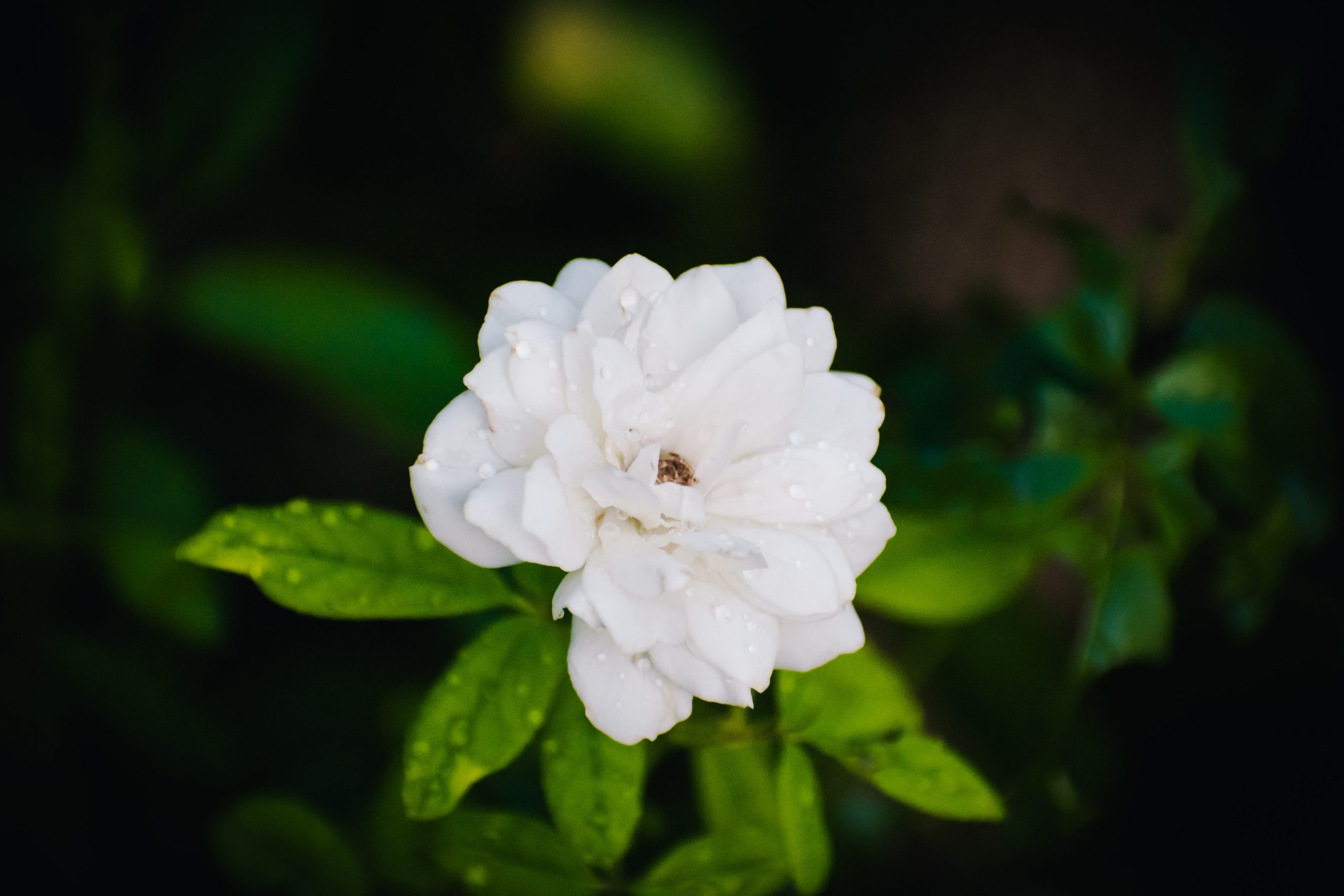 معرقی گیاه استویا