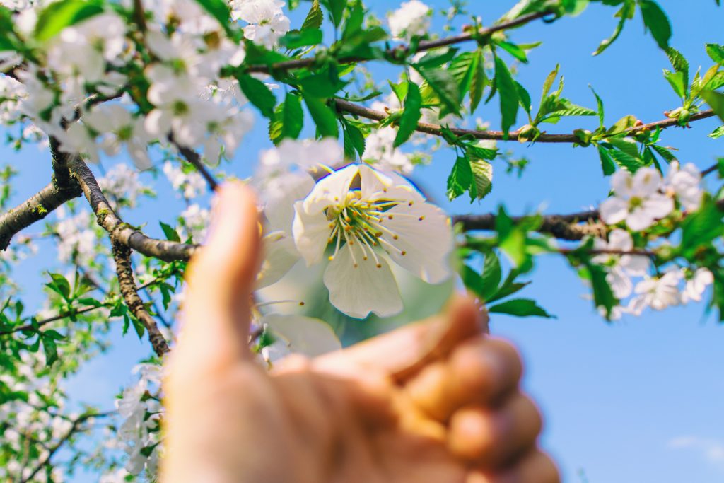 شکوفه های ذرختان