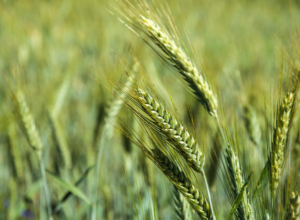 راهنمای کاشت تریتیکاله
