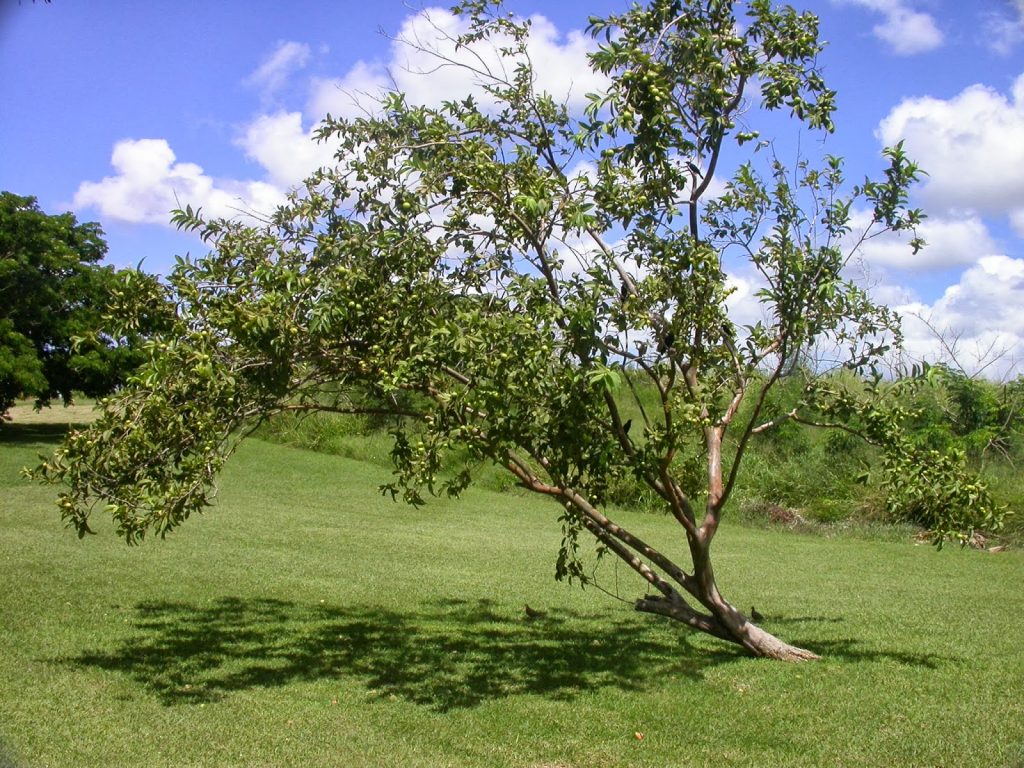 درخت گواوا