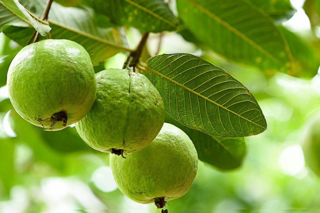 درخت گواوا چه درختی است؟