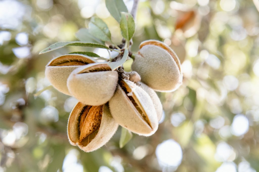 جاروک بادام