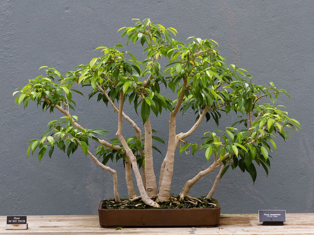 گیاه بنجامین
