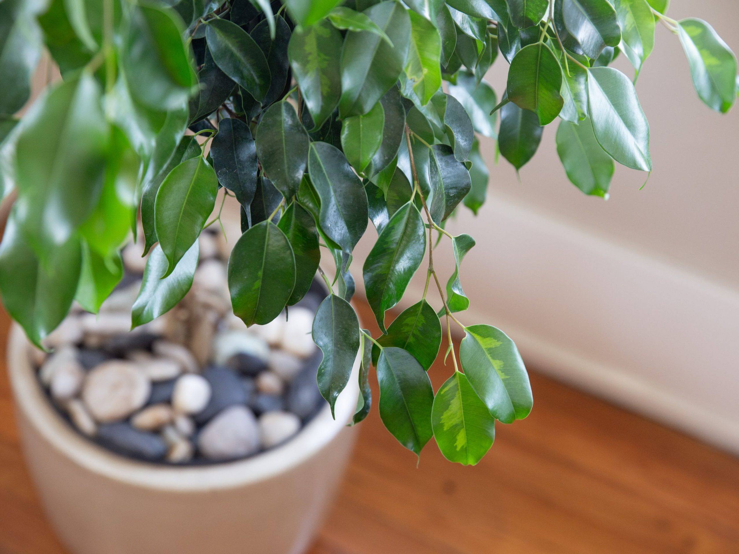 رراهنمای نگهداری از بنجامین