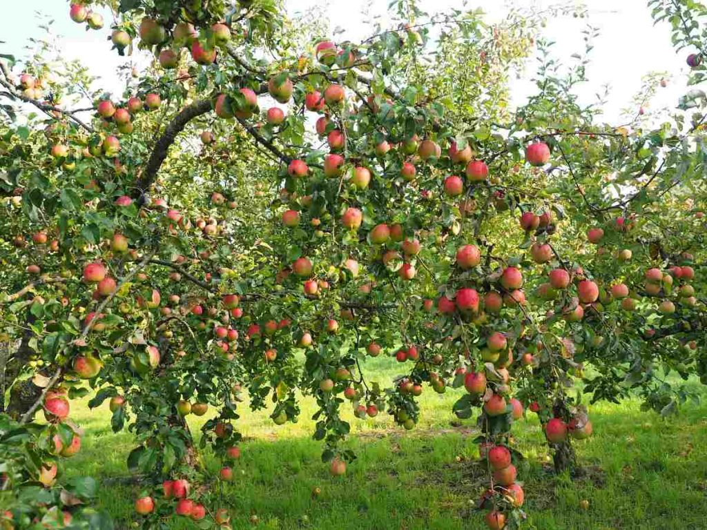 چرا سیب از روی درخت می افتد؟