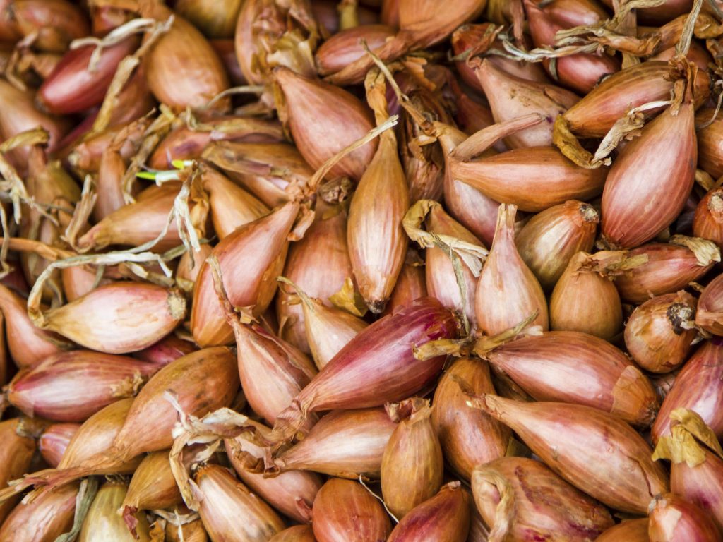 از کاشت تا برداشت موسیر