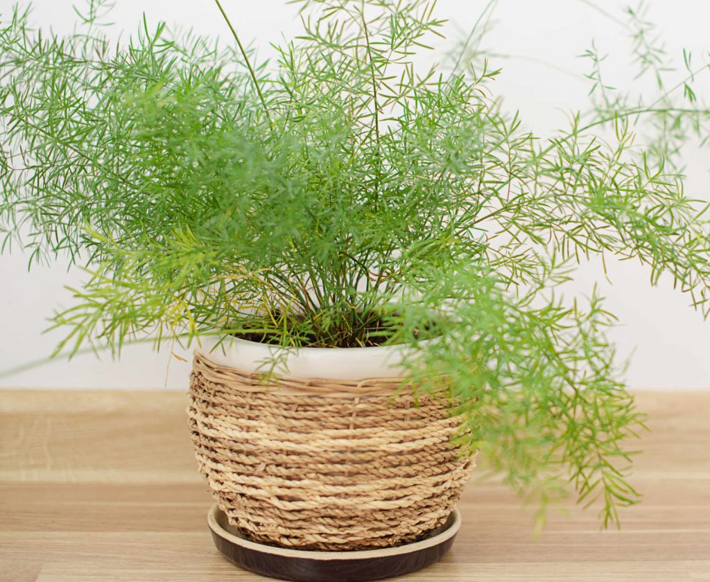 گیاه سرخس مارچوبه ای