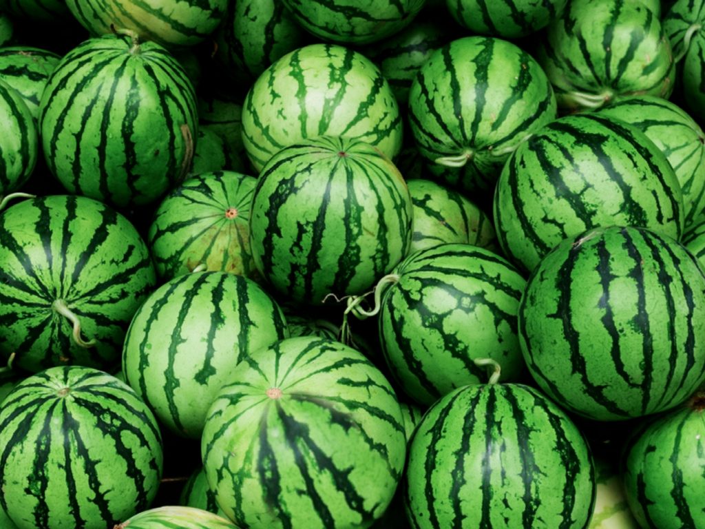 برداشت هندوانه