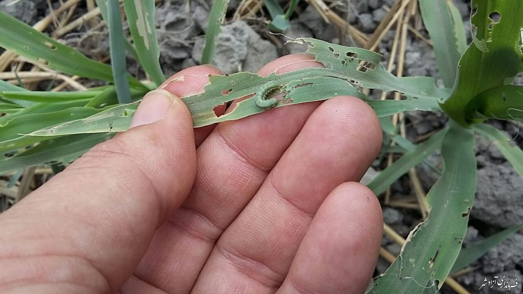 مبارزه با کرم غوزه پنبه
