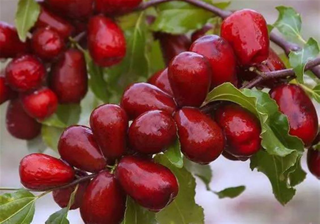 ترک خوردن عناب