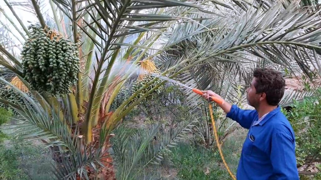 مبارزه با شپشک سبز یا شپشک شفاف خرما