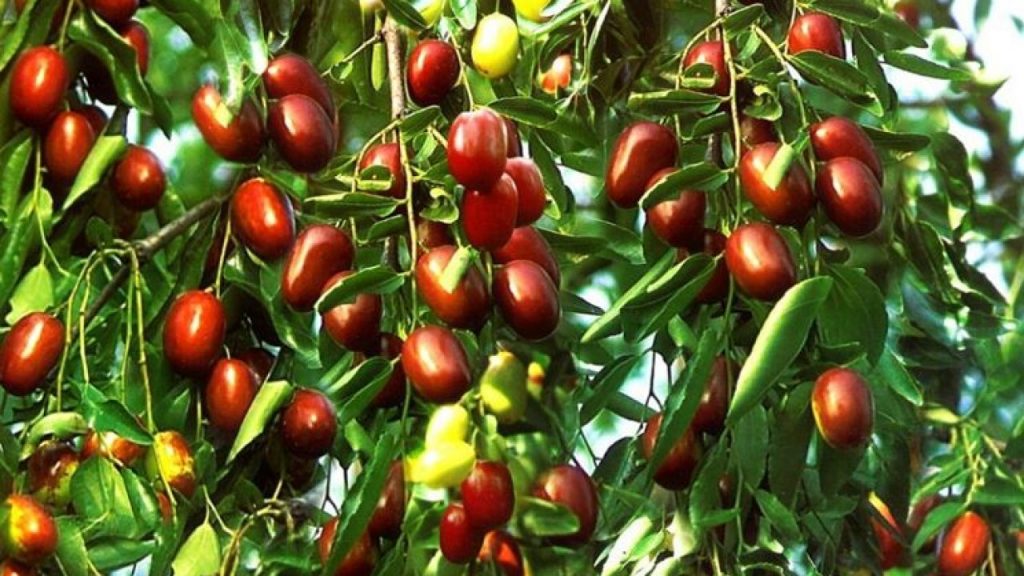 عناب