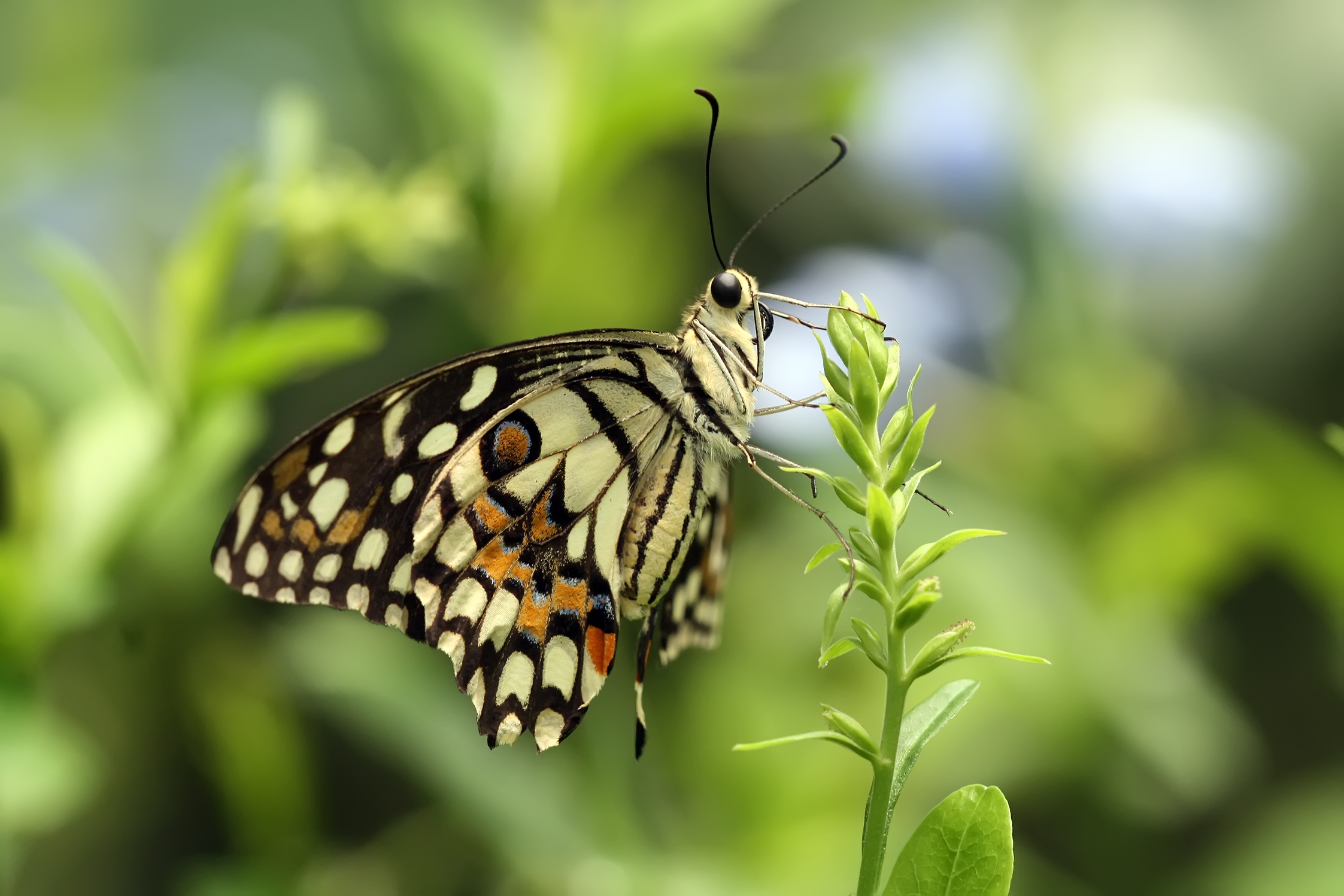 راهنمای شناخت و مبارزه با پروانه برگ خوار