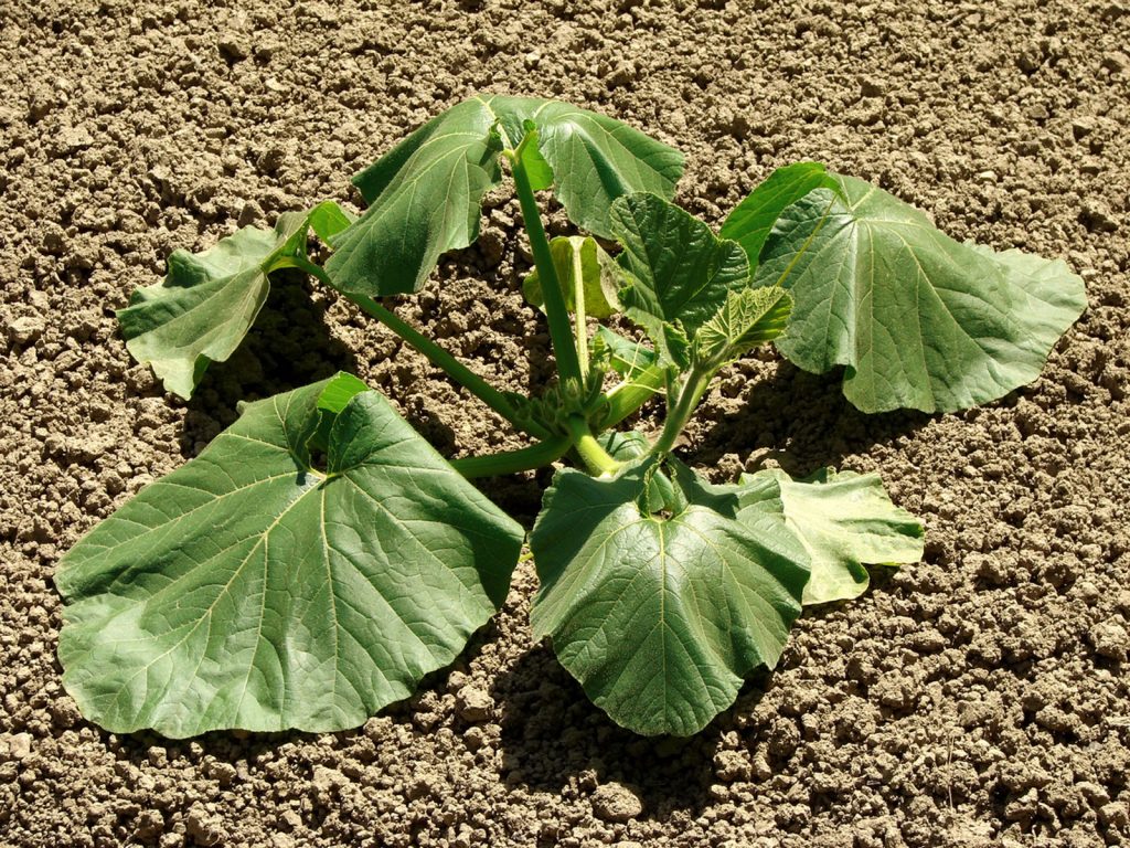 علائم تنش گرمایی در گیاهان
