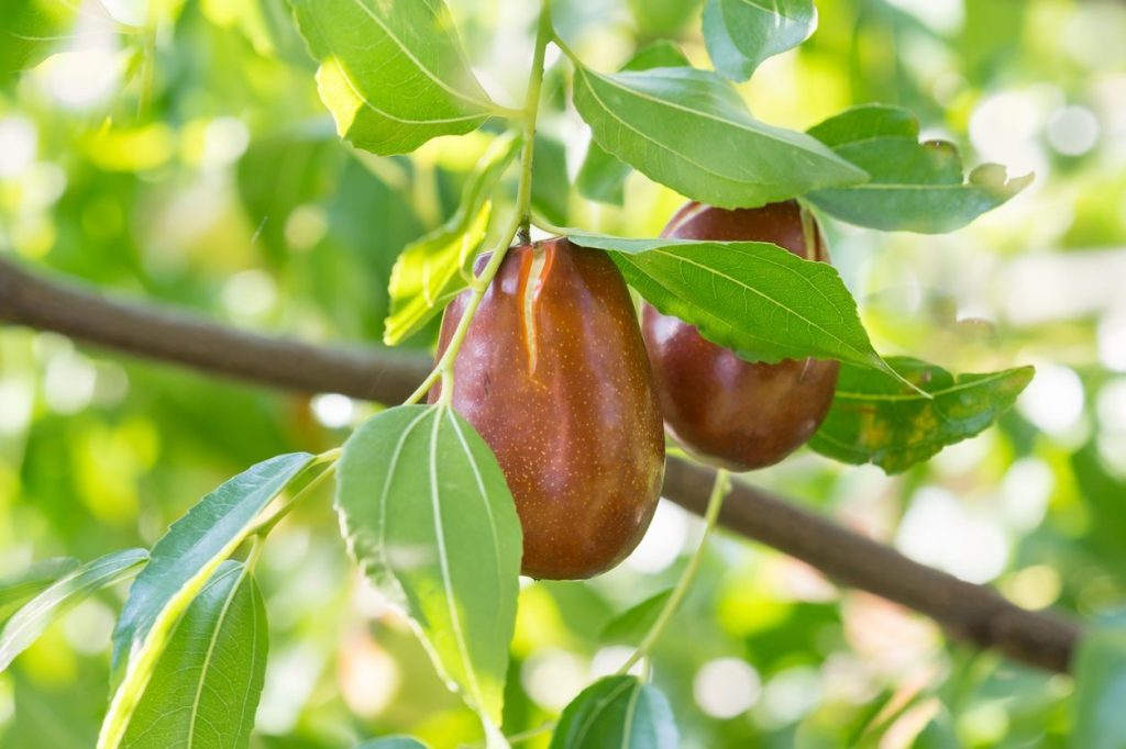جلوگیری از ترک خوردگی عناب