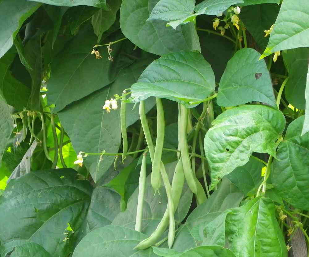 بیماری های لوبیا